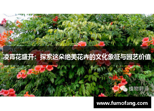 凌霄花盛开：探索这朵绝美花卉的文化象征与园艺价值